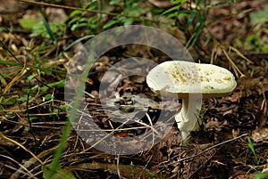 Amanita phalloides.