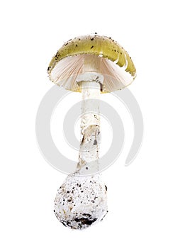 Amanita phalloides photo