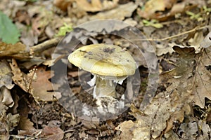 Amanita phalloides, deadly poisonous mushroom