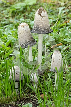 Amanita phalloides, death cap family photo