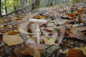 Amanita phalloides, death cap photo