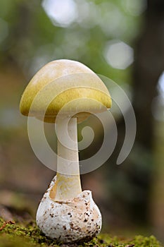 Amanita phalloides, deathcap photo