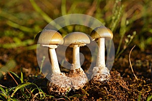 Amanita phalloides, deathcap photo