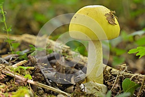 Amanita phalloides, deathcap photo
