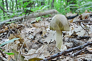 Amanita phalloides or Deathcap mushroom in oak forest