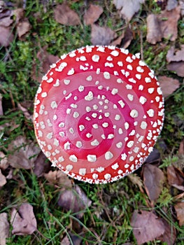 Amanita phalloides