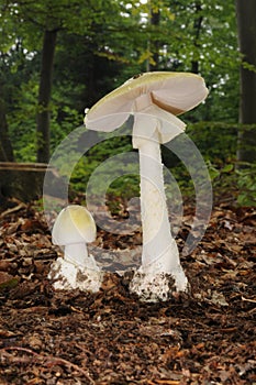 Amanita phalloides fungus photo