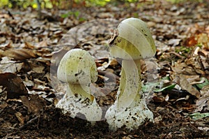 Amanita phalloides fungus photo