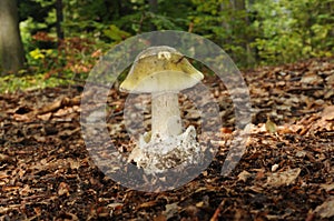 Amanita phalloides fungus photo