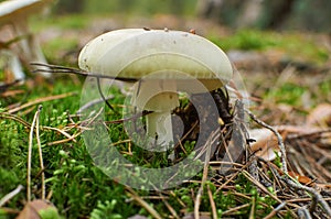 Amanita phalloides known as the death cap, deadly poisonous bas photo