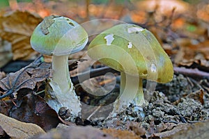 Amanita phalloides mushroom