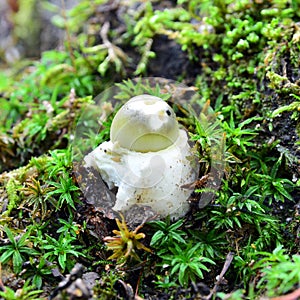 Amanita phalloides photo