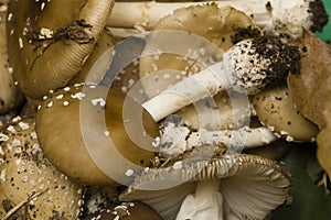 Amanita phalloides mushrooms
