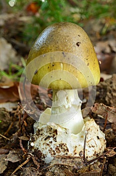 Amanita phalloides photo