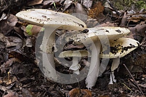 Amanita phaloides death cup mushroom of greenish color in hat with white blades, foot, veil and volva in forest with plant remains photo