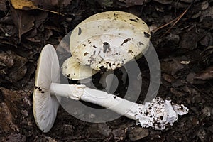 Amanita phaloides death cup mushroom of greenish color in hat with white blades, foot, veil and volva in forest with plant remains photo