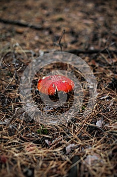 Amanita in a pine forest among tree needles. Red mushroom in the woods.