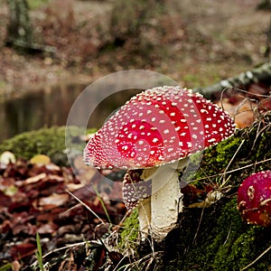 Amanita poisonous mushroom