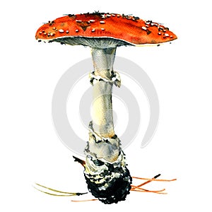 Amanita poisonous mushroom, isolated