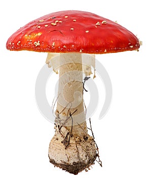 Amanita poisonous mushroom, isolated