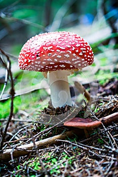 Amanita poisonous mushroom in nature