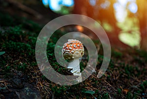Amanita poisonous mushroom in nature. The sun penetrates through the trees photo