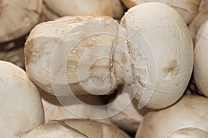 Amanita ponderosa mushroom of creamy white color with rusty tones, peeled for cooking, good edible, typical of the southwest of
