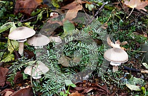 Amanita porphyria - inedible basidiomycete mushroom of the genus Amanita found in Vancouver, Canada.