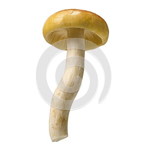 Amanita princeps mushroom, Wild mushroom isolated on white background, with clipping path