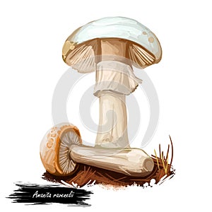 Amanita ravenelii or pinecone Lepidella mushroom closeup digital art illustration. Boletus has whitich cap, ring and volva. photo