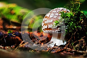 Amanita regalis, also known as the royal fly agaric or the king of Sweden Amanita, in the forest - macro shot