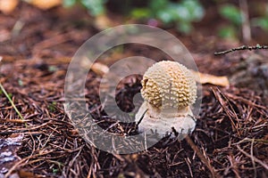 Amanita regalis, Brown Fly Agaric mushroom photo