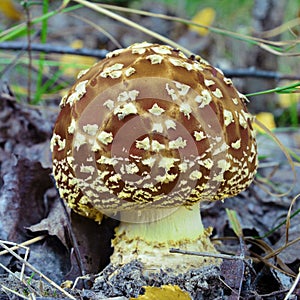 Amanita regalis mushroom