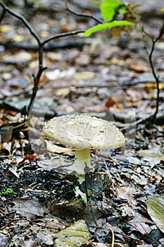 Amanita regalis mushroom royal fly agaric in the forest