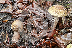 Amanita regalis mushroom royal fly agaric in the forest