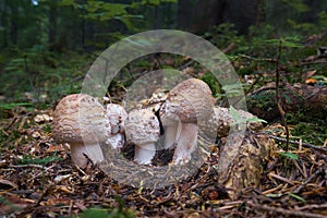 Amanita rubescens