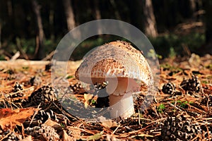 Amanita rubescens autumn mushroom growing in soil