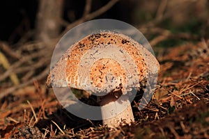 Amanita rubescens autumn mushroom growing in soil