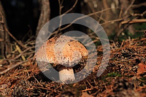 Amanita rubescens autumn mushroom growing in soil