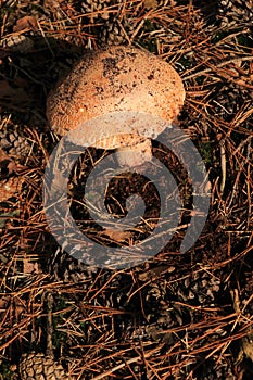 Amanita rubescens autumn mushroom growing in soil