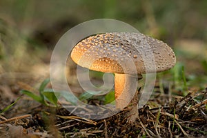 Amanita rubescens. The blusher is very toxic basidiomycete fungus. Poisonous mushroom, natural environment background.