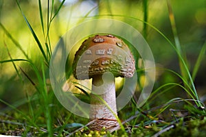Amanita rubescens mushroom, the blusher