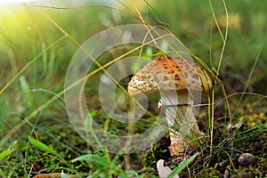 Amanita rubescens mushroom, the blusher