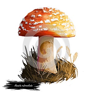 Amanita rubrovolvata or red volva mushroom closeup digital art illustration. Boletus has reddish orange cap with ring. Mushrooming photo