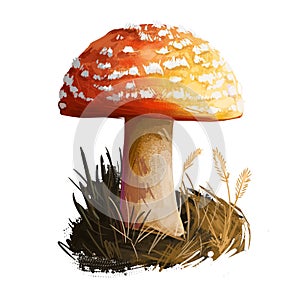 Amanita rubrovolvata or red volva mushroom closeup digital art illustration. Boletus has reddish orange cap with ring photo