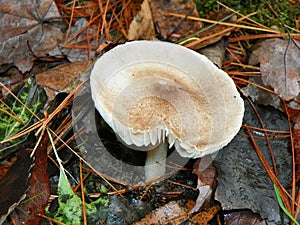 Large white mushroom after rainfall