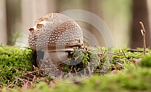 Amanita spissa