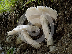 Amanita strobiliformis