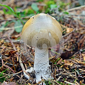 Amanita submembranacea