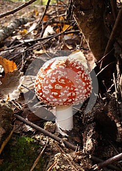 Amanita in the sunshine on a walk